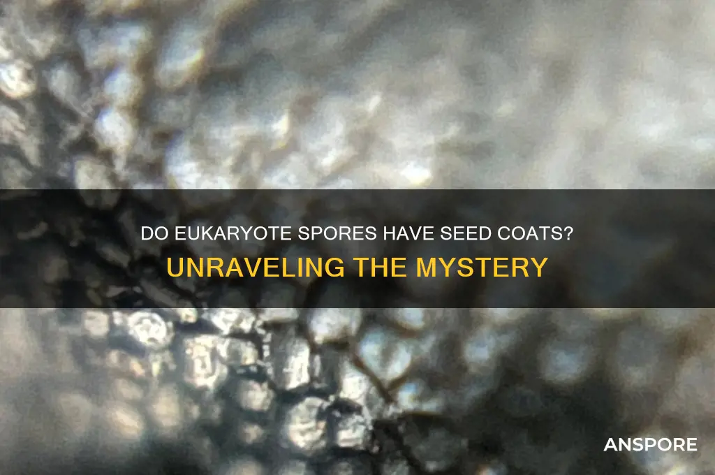 does a eukaryote spore have a seed coat