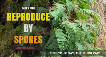 How Do Ferns Reproduce? Unveiling the Mystery of Fern Spores