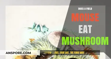 Do Field Mice Eat Mushrooms? Exploring Their Dietary Habits