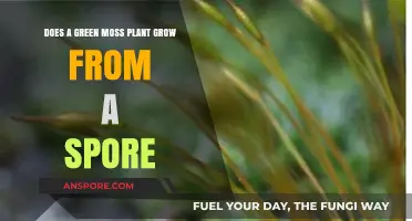 Can Green Moss Plants Sprout from Spores? Unveiling the Truth