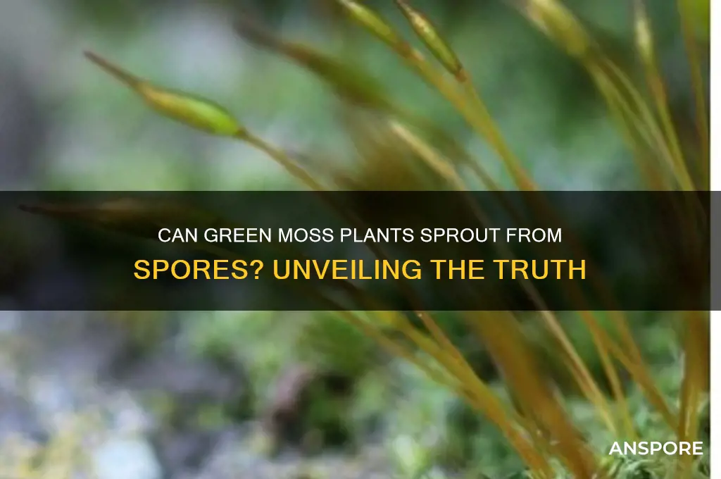 does a green moss plant grow from a spore