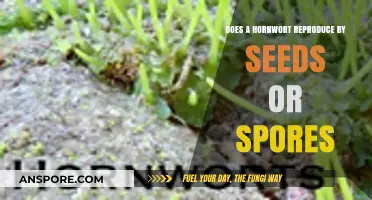 Hornwort Reproduction: Seeds or Spores? Unveiling the Mystery