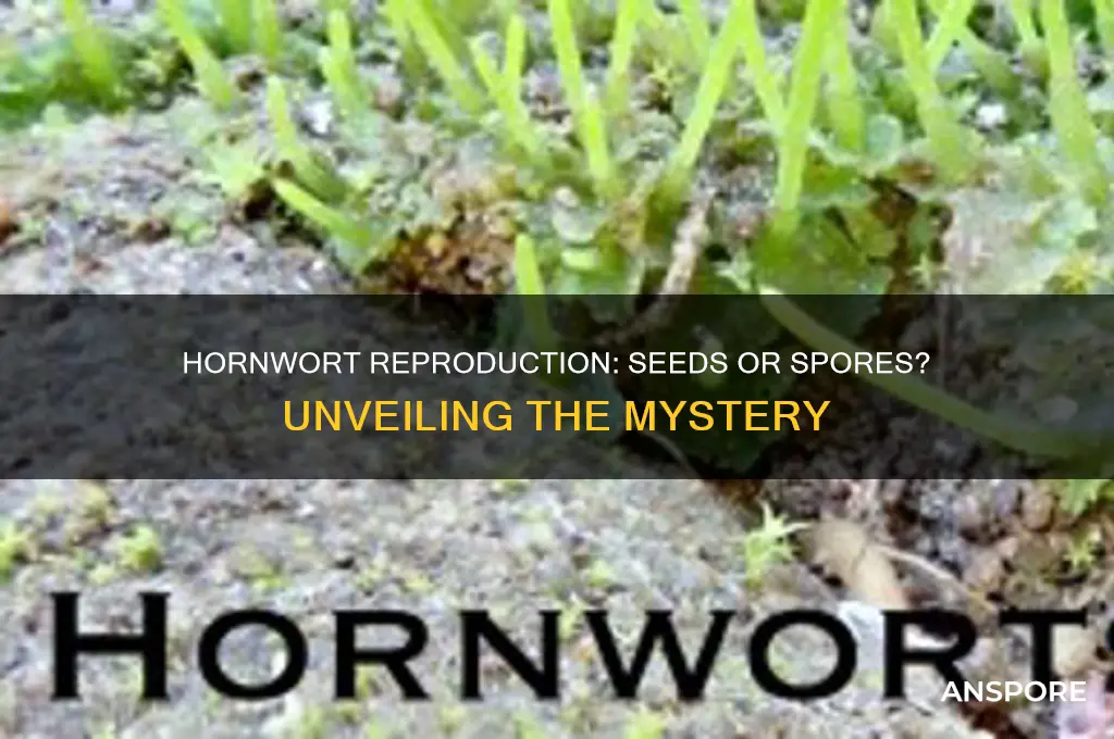 does a hornwort reproduce by seeds or spores