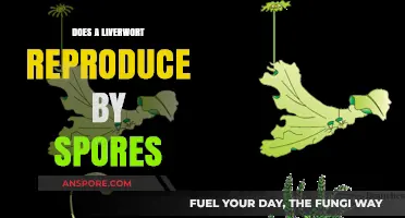 How Liverworts Reproduce: Unveiling Their Sporic Life Cycle Secrets