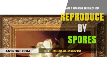 Magnolia Tree Blossoms: Do They Reproduce by Spores or Seeds?