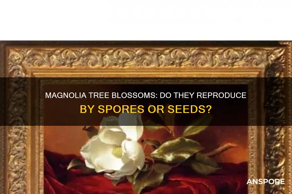 does a magnolia tree blossom reproduce by spores