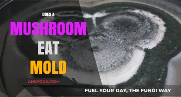 Do Mushrooms Eat Mold? Unraveling the Fungal Food Chain Mystery