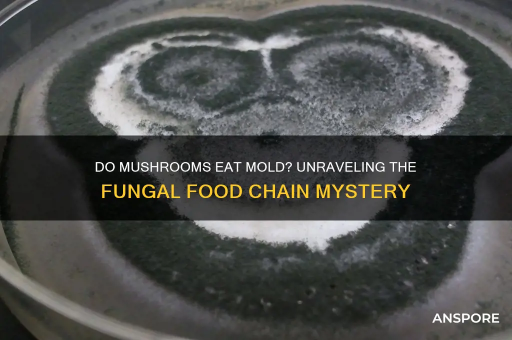 does a mushroom eat mold