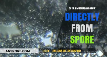 Do Mushrooms Grow Directly from Spores? Unveiling the Fungal Life Cycle