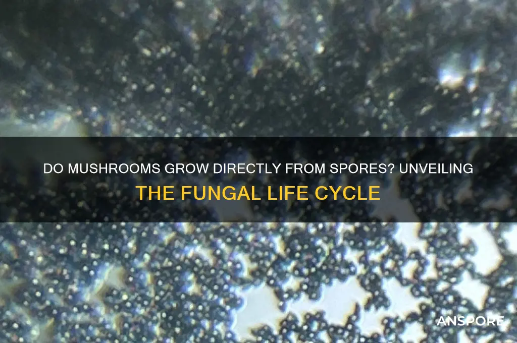 does a mushroom grow directly from spore