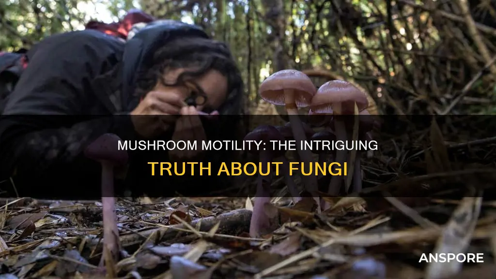 does a mushroom have motile
