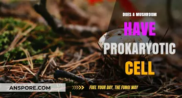 Mushrooms: Prokaryotic or Eukaryotic Cells?