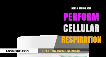 How Mushrooms Breathe: Cellular Respiration Explained