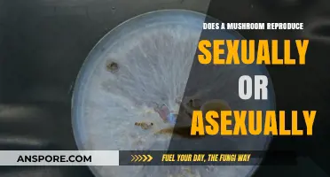 Mushroom Reproduction: Sex or Asex?