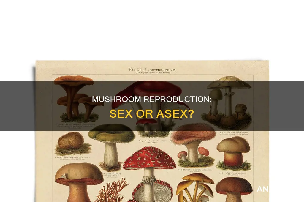 does a mushroom reproduce sexually or asexually