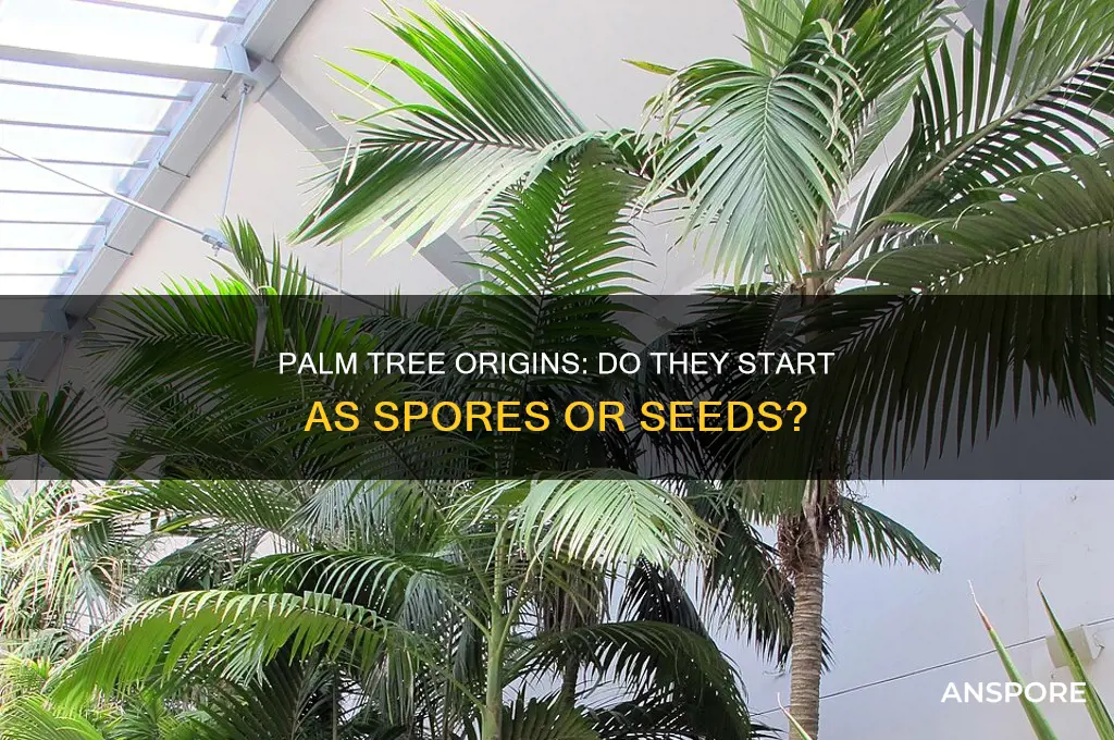 does a palm tree begin as a spore