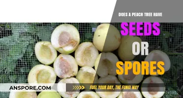 Peach Trees: Seeds vs. Spores – Unraveling the Fruity Mystery