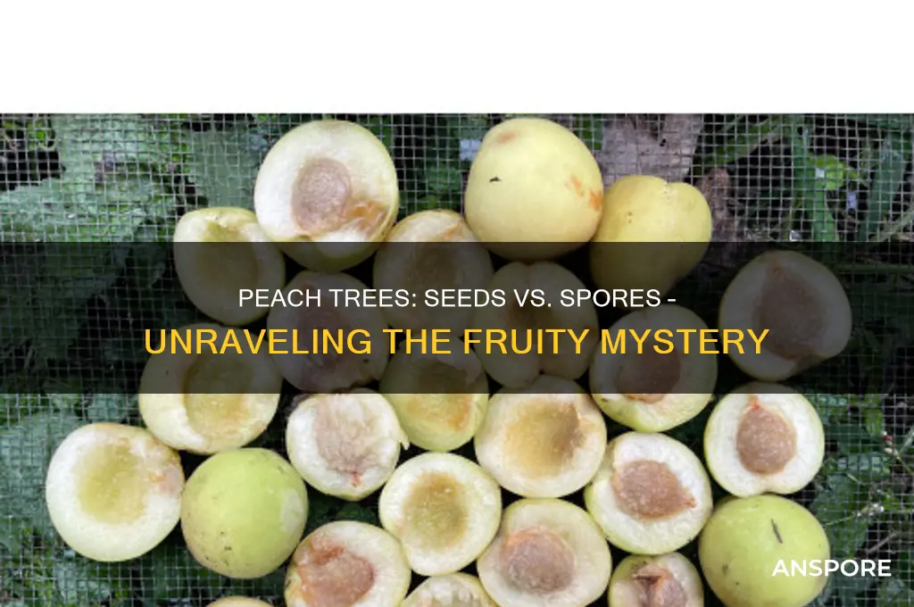 does a peach tree have seeds or spores