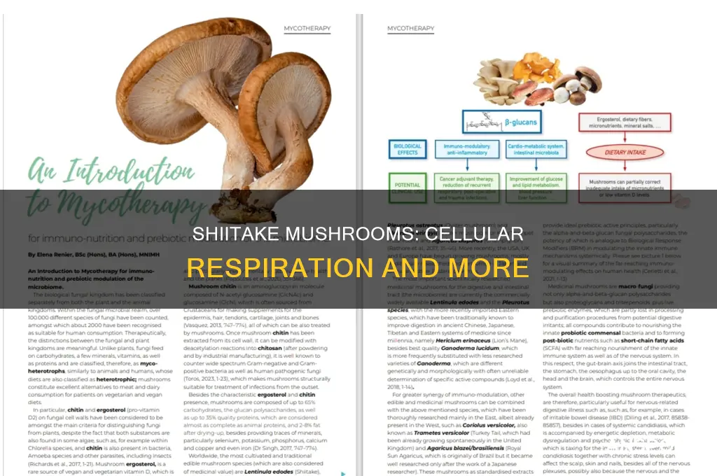 does a shiitake mushroom carry out cellular respiration