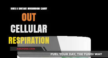 How Shitake Mushrooms Breathe: Cellular Respiration Explained