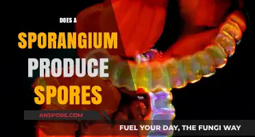 Understanding Sporangium: How This Structure Produces and Releases Spores