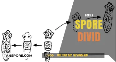 Do Spores Divide? Unraveling the Mystery of Spore Reproduction