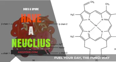 Do Spores Contain a Nucleus? Unraveling the Microscopic Mystery