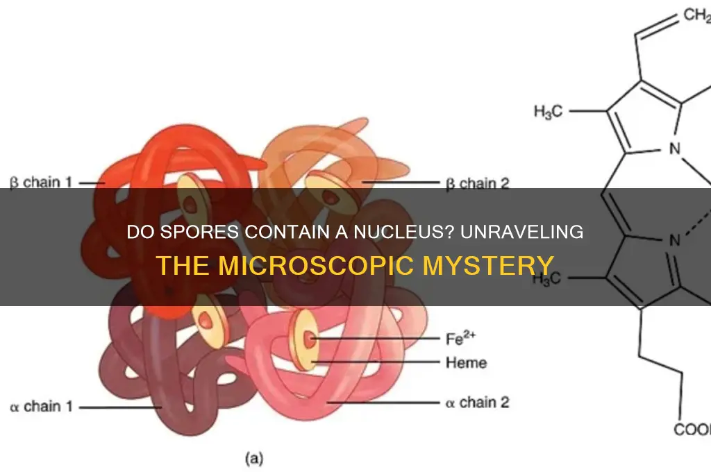 does a spore have a neuclius