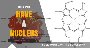 Do Spores Have a Nucleus? Unveiling the Microscopic Truth