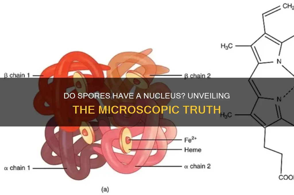 does a spore have a nucleus