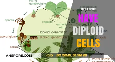 Do Spores Contain Diploid Cells? Unraveling the Genetic Makeup