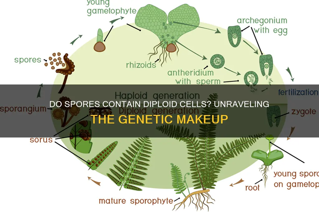 does a spore have diploid cells
