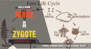 Do Spores Form Zygotes? Unraveling the Biology of Reproduction