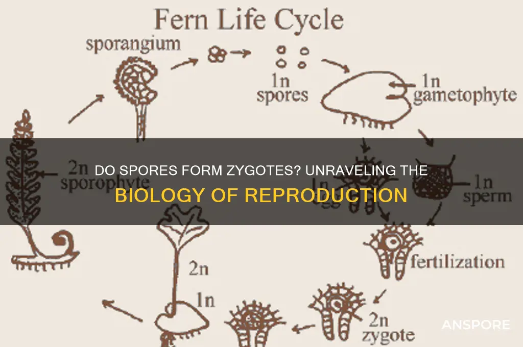 does a spore make a zygote