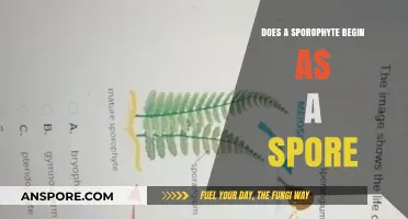 Does a Sporophyte Begin as a Spore? Unraveling Plant Life Cycles
