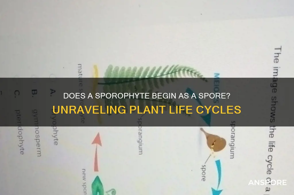 does a sporophyte begin as a spore