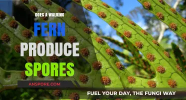Walking Ferns: Unveiling Their Unique Spore Production Process