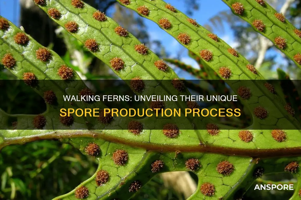 does a walking fern produce spores