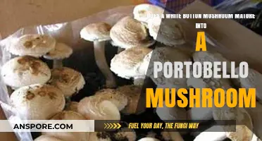 White Button to Portobello: Understanding Mushroom Growth Stages