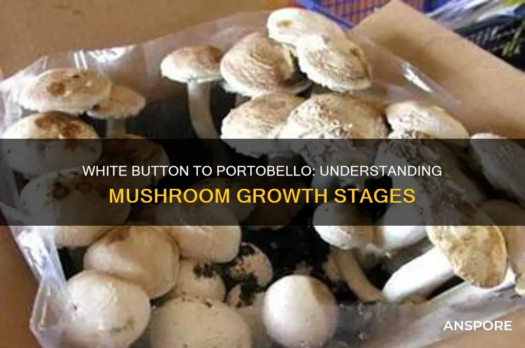 does a white button mushroom mature into a portobello mushroom