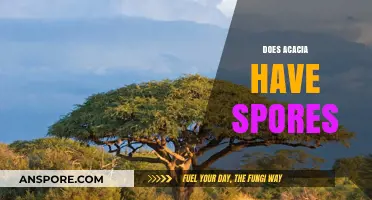 Do Acacia Trees Produce Spores? Unraveling the Botanical Mystery