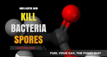 Acetic Acid's Power: Can It Eliminate Bacterial Spores Effectively?