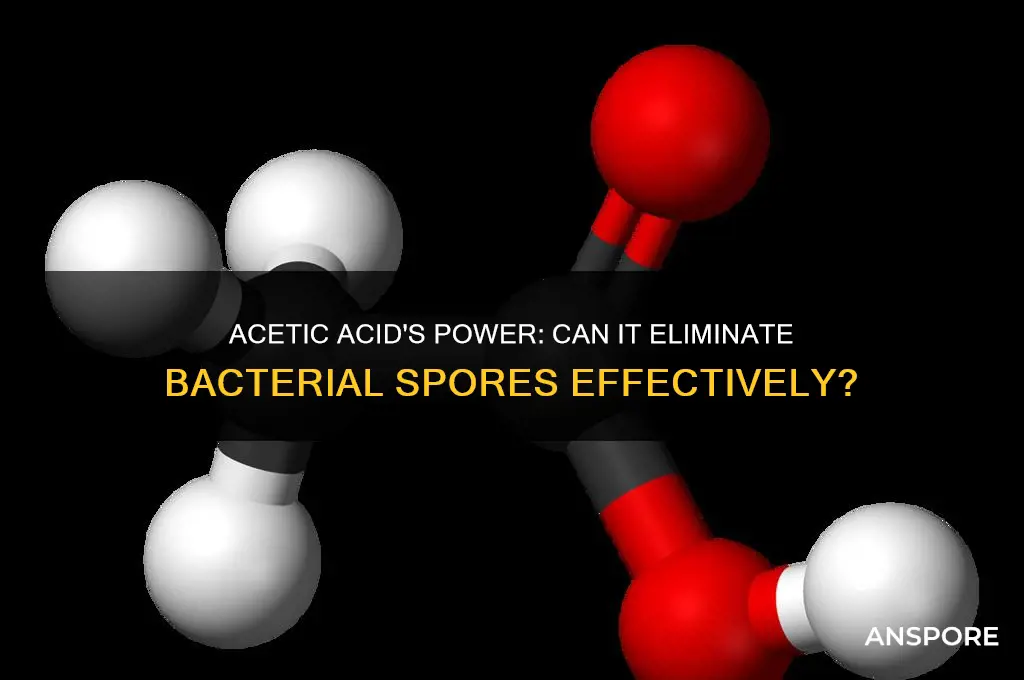 does acetic acid kill bacteria spores
