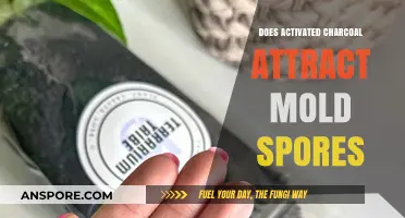 Activated Charcoal and Mold: Does It Attract or Repel Spores?