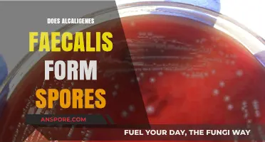 Alcaligenes Faecalis: Understanding Its Sporulation Capabilities and Implications