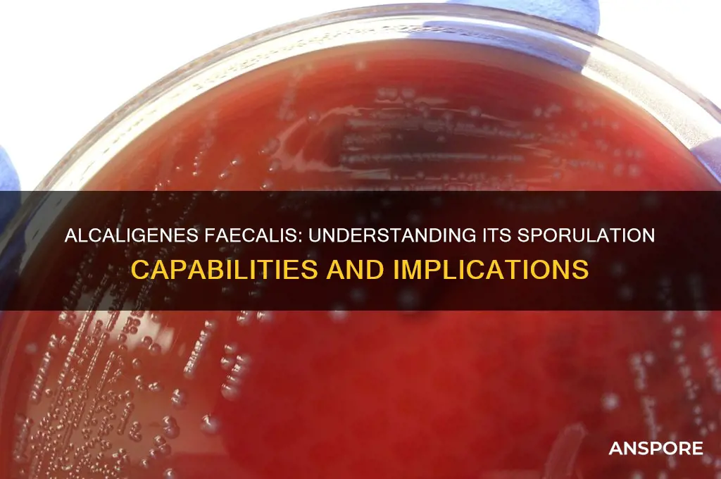does alcaligenes faecalis form spores