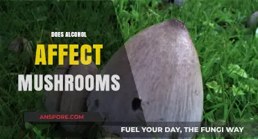 Alcohol and Mushrooms: A Risky Mix?