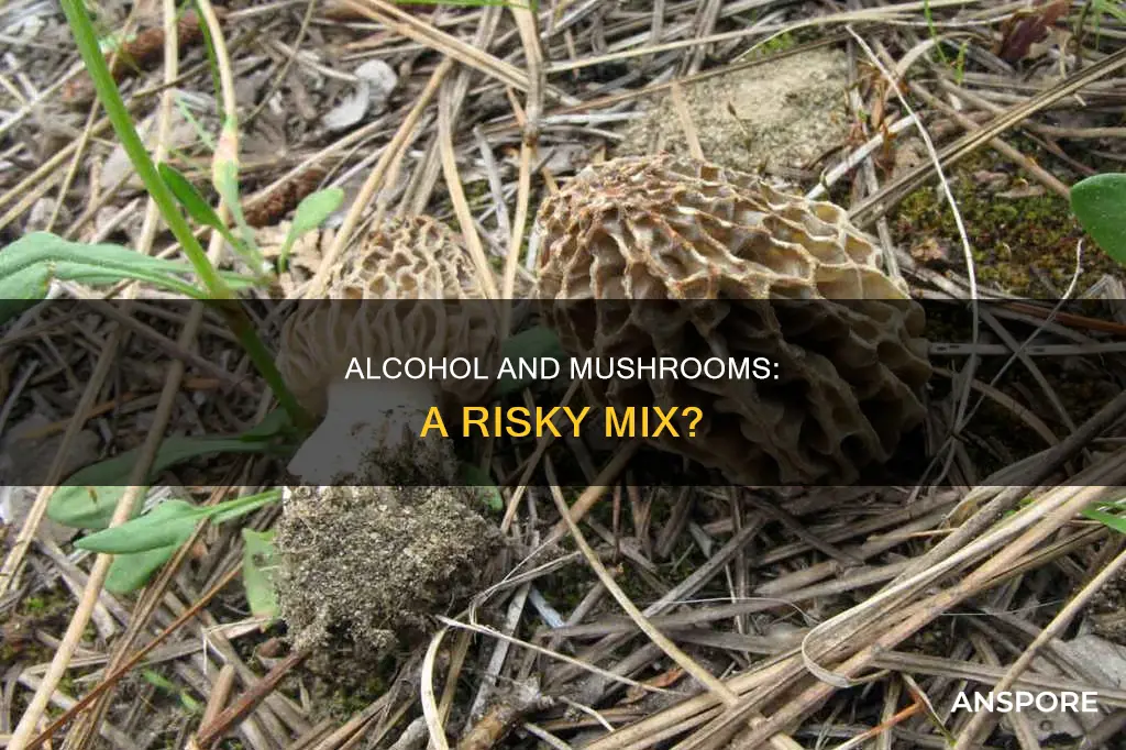 does alcohol affect mushrooms