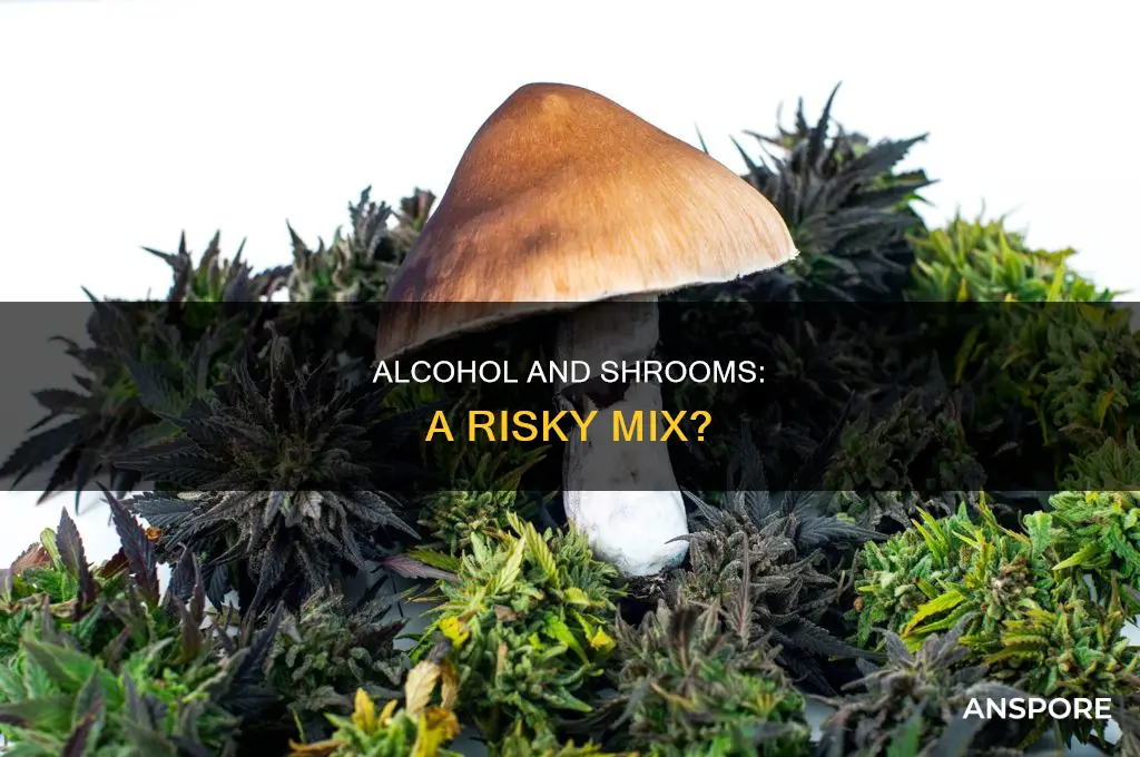 does alcohol interfere with mushroom effects
