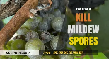 Alcohol vs. Mildew: Can It Effectively Kill Spores?